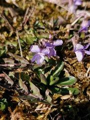 Viola rupestris
