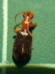 Brachinus crepitans