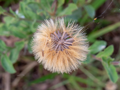 Noticastrum