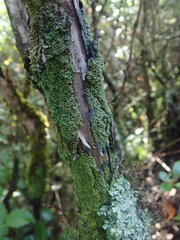 Psoroma asperellum