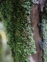 Psoroma asperellum
