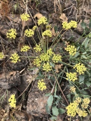 Lomatium nudicaule