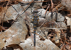 Williamsonia lintneri