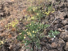 Lomatium nudicaule