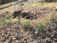 Lomatium nudicaule