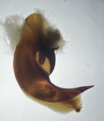 Pterostichus inermis