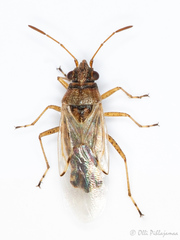 Nysius cymoides