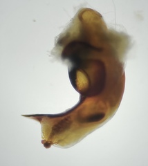 Pterostichus inermis