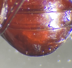 Pterostichus inermis