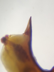 Pterostichus inermis