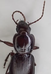 Pterostichus inermis