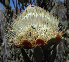 Protea glabra