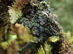 Psoroma coralloideum