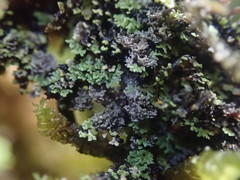 Psoroma coralloideum