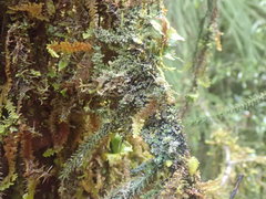 Psoroma coralloideum