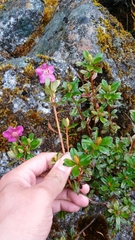 Rhododendron lepidotum