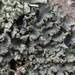 Moondust Speckled Lichen - Photo (c) Janie Collin, some rights reserved (CC BY-NC), uploaded by Janie Collin