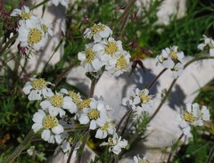 Achillea atrata