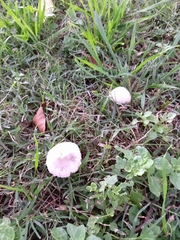 Panaeolus antillarum