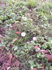 Panaeolus antillarum