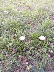 Panaeolus antillarum