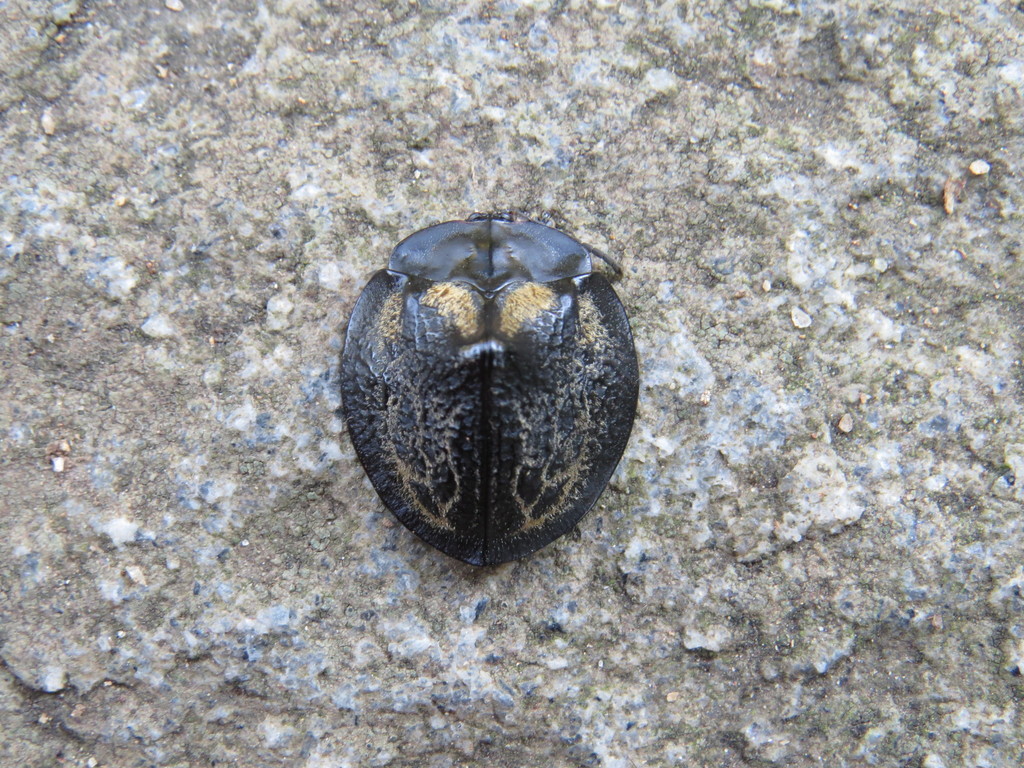 Stolas fasciculata