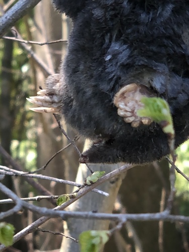 European Mole, Termunten, Groningen, NL, photo 8 of 10