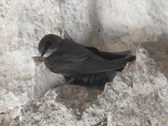 Ptyonoprogne concolor