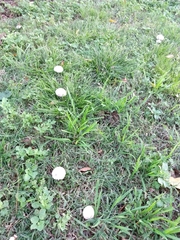 Panaeolus antillarum