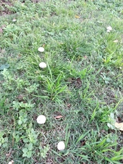 Panaeolus antillarum