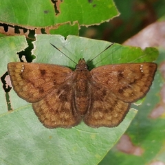 Nisoniades