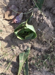 Colchicum eucomoides
