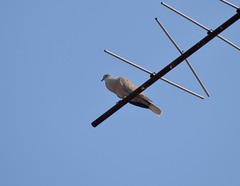 Streptopelia decaocto