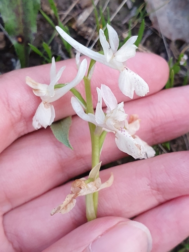 Image of Orchis laeta by (c) Mehdi Chetibi, some rights reserved (CC BY)
