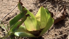 Colchicum eucomoides
