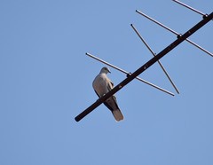 Streptopelia decaocto