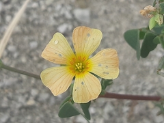 Oxalis dombeyi