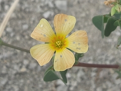 Oxalis dombeyi
