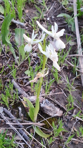 Image of Orchis laeta by (c) Mehdi Chetibi, some rights reserved (CC BY)