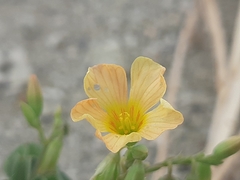 Oxalis dombeyi