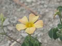 Oxalis dombeyi