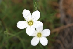 Arenaria montana