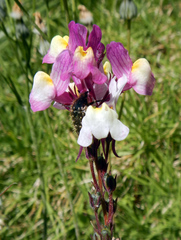 Linaria maroccana