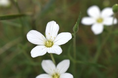 Arenaria montana