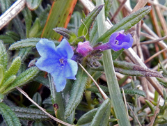 Glandora diffusa