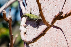 Podarcis siculus siculus