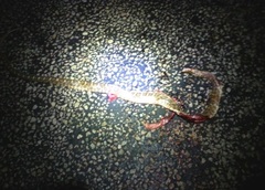 Arizona elegans elegans