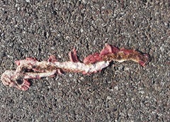 Arizona elegans elegans