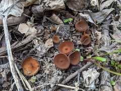Dumontinia tuberosa