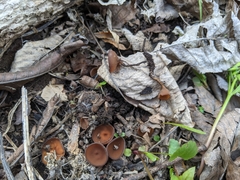Dumontinia tuberosa